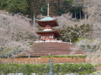 勝尾寺20130223 032.jpg